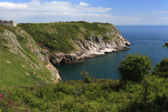 Flowers and cliffs, Berry Head, Nature Reserve, Torbay