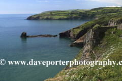 Summer, wildflowers and cliffs at Durl Head, Torbay