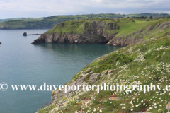 Flowers and cliffs, Berry Head, Nature Reserve, Torbay