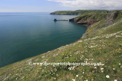 Summer, wildflowers and cliffs at Durl Head, Torbay