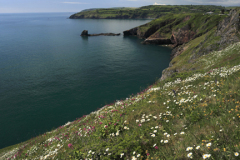 Summer, wildflowers and cliffs at Durl Head, Torbay