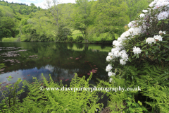 The lake at Canonteign Waterfalls, Chudleigh, Dartmoor