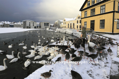 Swans and Geese on the frozen Tjornin lake, Reykjavik