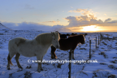 Icelandic Ponies in snow, near Akranes town