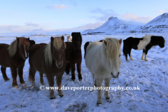 Icelandic Ponies in snow, near Akranes town