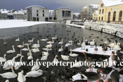 Swans and Geese on the frozen Tjornin lake, Reykjavik