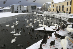 Swans and Geese on the frozen Tjornin lake, Reykjavik