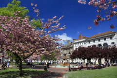 Cherry blossom, town hall square, Leicester