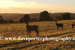 Sunset landscape over deer at Bradgate Park