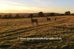 Sunset landscape over deer at Bradgate Park