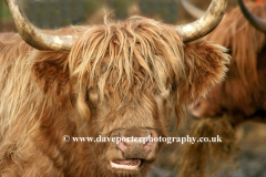 Highland Cattle, Isle of Mull