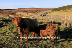 Scottish highland cow at Dunnet Head, Caithness, Scotland, UK