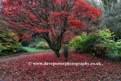 Autumn colours, Red Acer tree, Dumfries