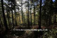 Autumn trees , Cannock Chase Country Park