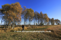 Walker in Autumn trees, Cannock Chase