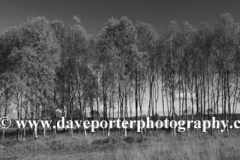 Autumn trees, Cannock Chase Country Park