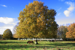 Autumn Oak Tree and Ponies at Knettishall Heath