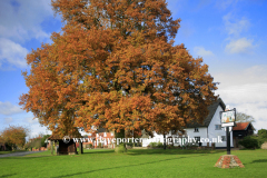 Autumn Oak Tree, Village Green, Redgrave Village