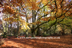 Autumn Beech Trees, Knettishall Heath