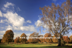 Autumn Trees, Knettishall Heath