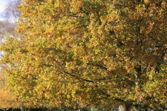 Autumn Oak Tree and Ponies at Knettishall Heath