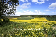 Summer Landscape, Eartham village, South Downs