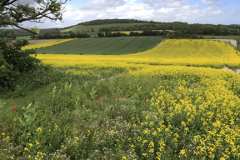 Summer Landscape, Eartham village, South Downs