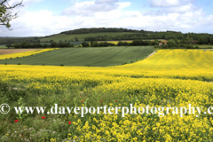 Summer Landscape, Eartham village, South Downs