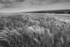 Landscape over Long Down near Slindon village