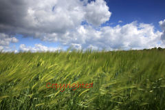 Blurred Barley fields, Nene valley, Peterborough