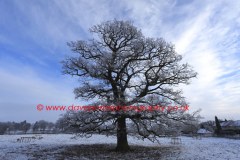 Winter scene, Oak Tree, Rockingham Forest