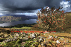 A Rowan Tree on Ashness fell, Lake District