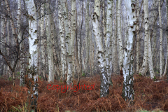 Silver-Birch Trees, Holme Fen, Nature Reserve, Yaxley