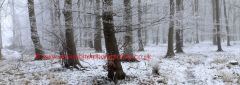 Winter scene, Castor Hanglands Woods, SSSI