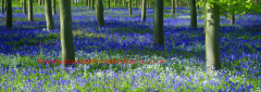 Spring Bluebell Woodland, Rockingham Forest