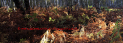 Ferns and Bracken autumn colours, Holme Fen