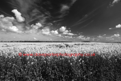 Summer Oil seed rape fields near Ely City, Fenland