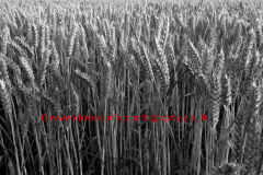 Summer ripening Wheat fields, Norfolk