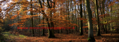 Autumn, Woodland, Lyndhurst, New Forest