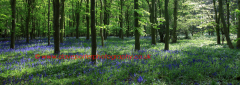 Bluebell woodland, National Forest, Leicestershire