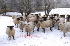 Flock of Sheep, Winter snow, Tinwell village, Rutland