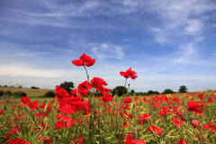 Fields of common Poppy flowers, Norfolk