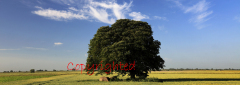 Beech Tree in a Summer Fenland field, near March