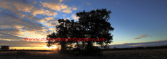 Autumn Sunrise over Oak Tree, Fenland