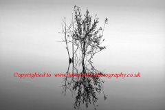Willow tree, river Nene, Peterborough