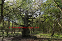 Ancient Great Oak Trees in Spring, Sherwood Forest