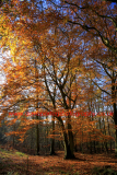 Autumn Beech Tree Woodland, Sherwood Forest