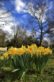 Spot coloured Spring Daffodils