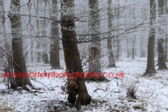 Winter scene, Castor Hanglands Woods, SSSI