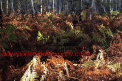 Ferns and Bracken autumn colours, Holme Fen